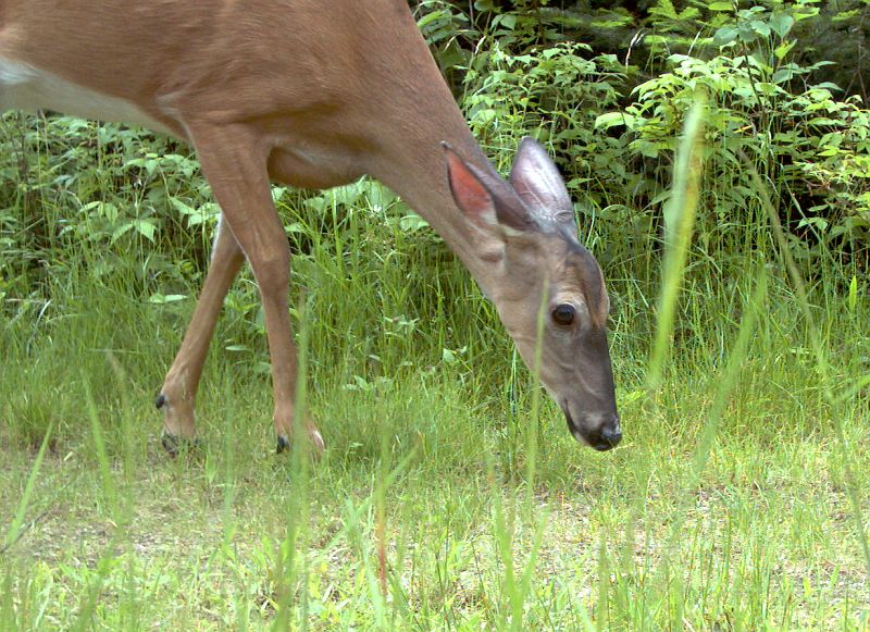 Deer_062811_1826hrs.jpg - White-tailed Deer (Odocoileus virginianus)